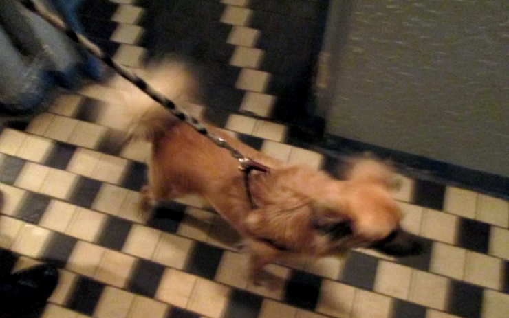 Nalezený pes. Foto: Měp Chomutov