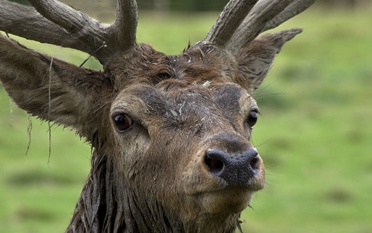Obora ve Mstišově je oblíbeným výletním místem. Foto: Miroslav Neumaier