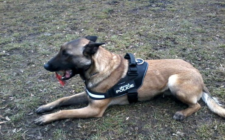 Novým čtyřnohým parťákem jirkovských strážníků je tenhle belgický ovčák. Zdroj: Měp Jirkov