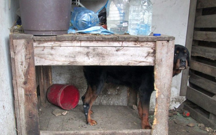 Pes neměl v kotci boudu ani žádné jídlo. Foto: 5xMěp Chomutov