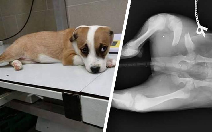 Fenka Amy a rentgenový snímek jedné z jejích zlomenin. Foto: Pes nejvěrnější přítel z.s.