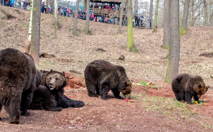 V zooparku probudí v sobotu medvědy