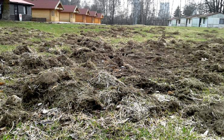 Místo trávy oraniště. Kemp v Prunéřově zničila divoká prasata!