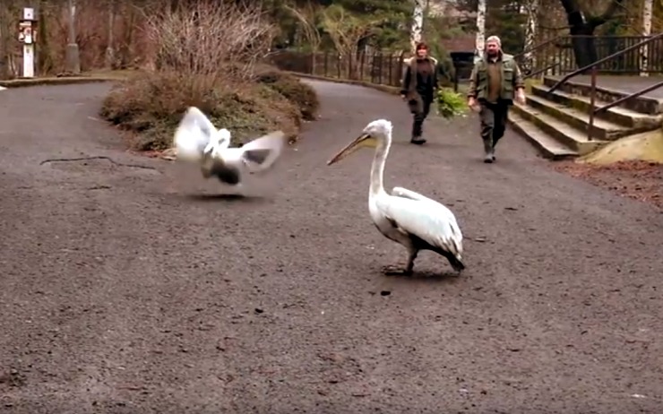 VIDEO: Zoopark po zimě ožívá. Pelikáni pochodovali ze zimoviště na rybník