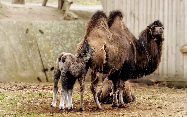 Dalším jarním přírůstkem v zooparku je velbloudí sameček