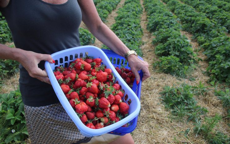 Kam pro jahody: přehled plantáží v našem kraji