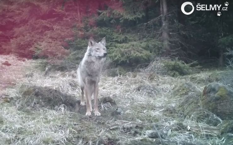 VIDEO: Záběry z fotopastí prokázaly přítomnost vlka v Krušných horách