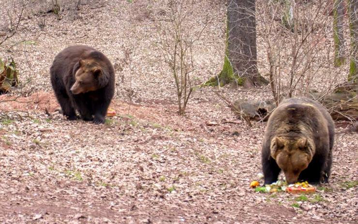 VÍTE, ŽE…..Jeden z největších výběhů pro medvědy v Evropě je v zooparku. Letos slaví 20 let