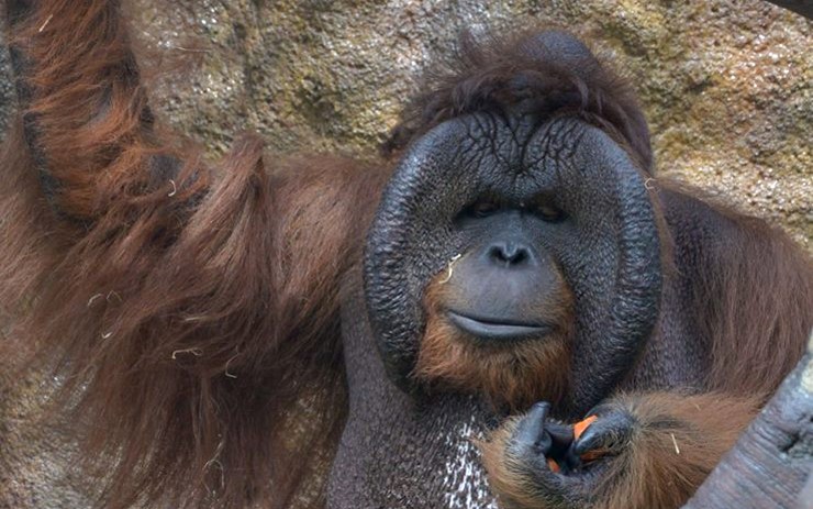 Smutná zpráva: Orangutan Ňuňák, který si zahrál ve filmu Dva lidi v zoo, zemřel