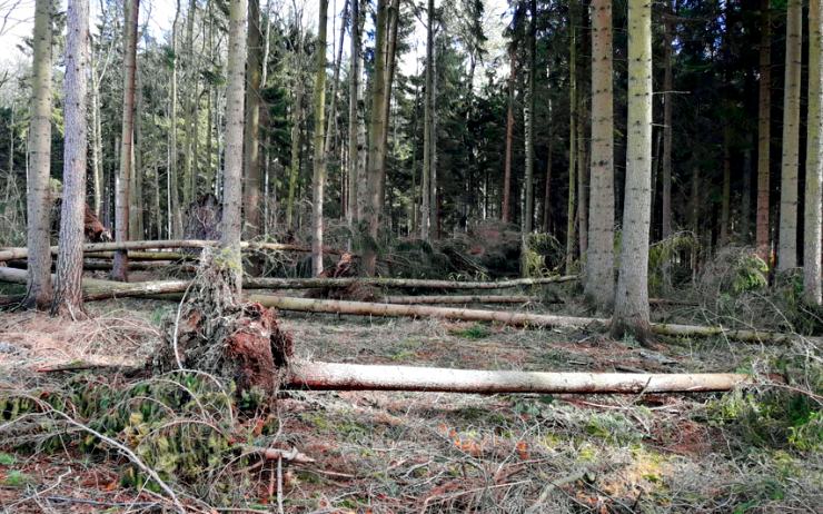 Do těchto lesů se na Chomutovsku nesmí. Následky vichřice budou lesáci odstraňovat měsíce