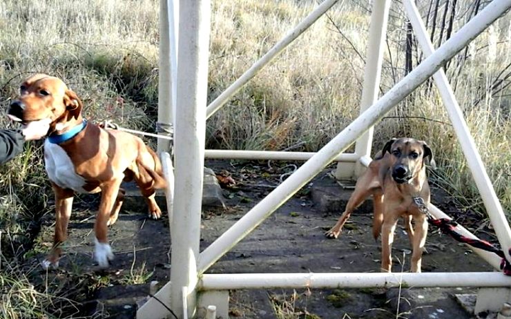 V Chomutově někdo přivázal dva psy ke kovové konstrukci a nechal je svému osudu