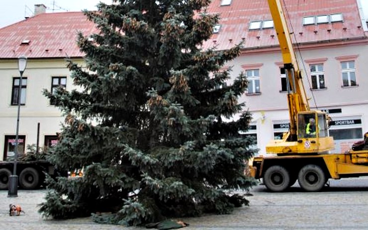 Vánoční smrk v Jirkově už stojí. Stromy kolem náměstí ozdobí nové světelné řetězy