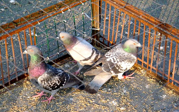 V Jirkově začali odchytávat holuby, do jara by jich z ulic mělo zmizet několik stovek