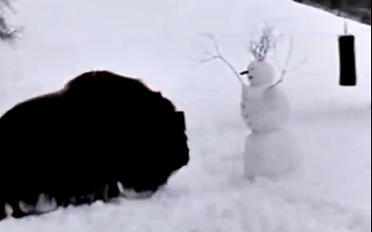 VIDEO: Pižmoň bojuje se sněhulákem. Video ze zooparku pobavilo tisíce lidí