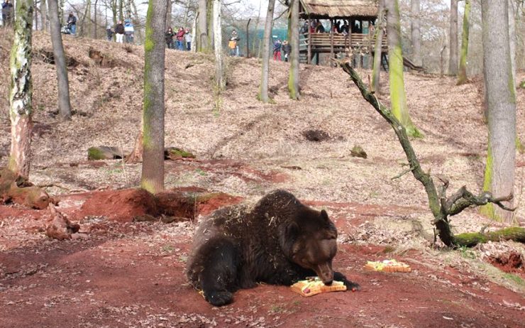 V zooparku probudí v sobotu medvědy, jako host dorazí Jakub Kohák