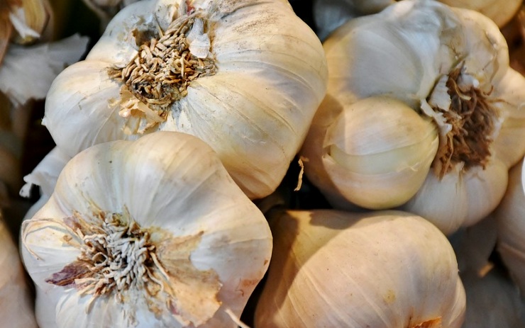 Velká česneková loupež: Dva mladí brigádníci ukradli na statku téměř sto kilo česneku