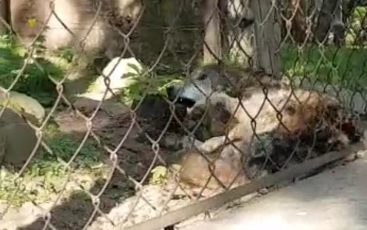 VIDEO: Vlk v zooparku šíleně trpěl tři čtvrtě hodiny. Dostával šoky a ošetřovatelé nebyli k sehnání