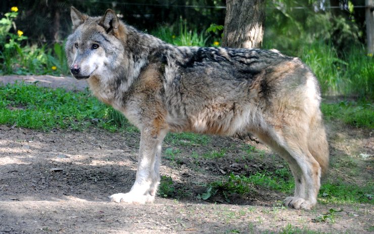 Zoopark: Vlk je po zásahu proudem v pořádku. Provozní péče v zooparku se musí změnit, říká nová ředitelka