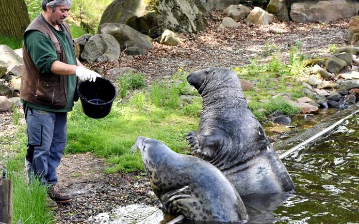 Přijďte se podívat, jak Kaškovi chutná. Zoopark pořádá dvakrát denně komentované krmení tuleňů