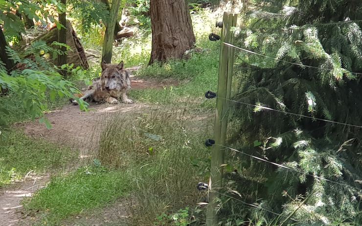 Jak se daří vlkovi, který dostal zásah elektřinou? Jeho smutek bude zoopark lidem vysvětlovat na ceduli