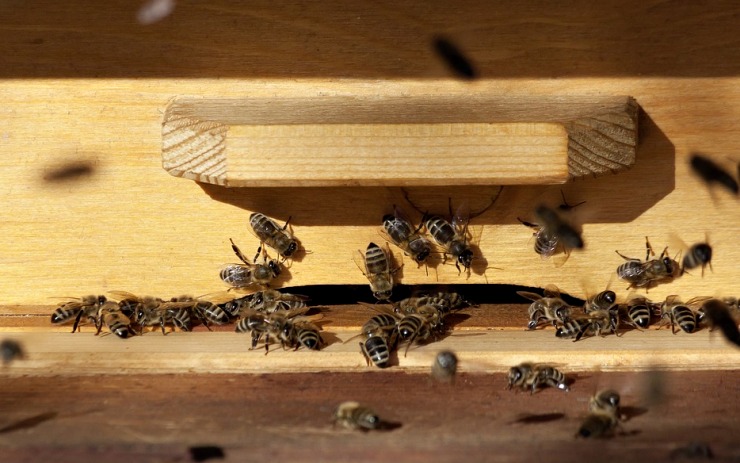 Řezbářské sympozium v Kadani: Před očima veřejnosti vzniknou krásné dřevěné úly. Přijďte se podívat