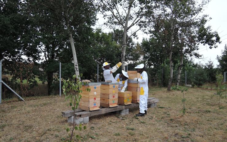 Z vězňů jsou včelaři. Odsouzení ve Všehrdech začali chovat včely