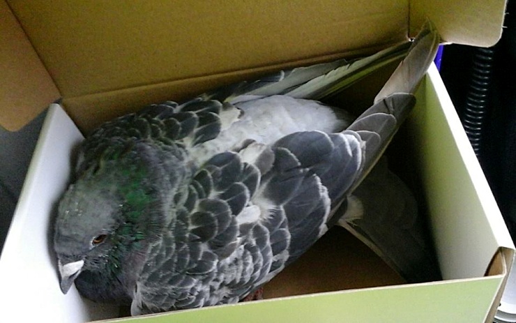 Strážníci zachránili vyčerpaného poštovního holuba
