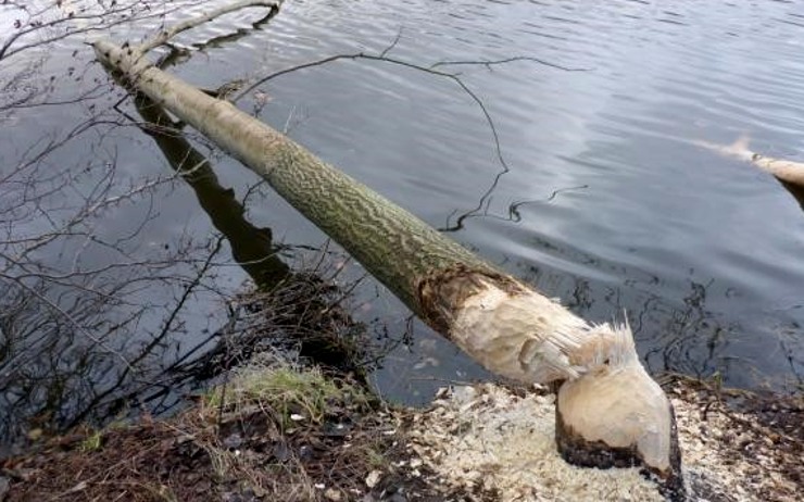 Na Ohři se objevili chránění bobři. Tohle je důkaz. Ohlodané stromy po nich ale nikdo uklízet nebude