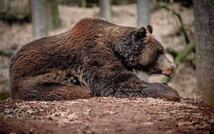 Přijďte probudit medvědy. Zoopark zveřejnil termín oblíbené jarní akce i jméno celebrity, která tentokrát dorazí
