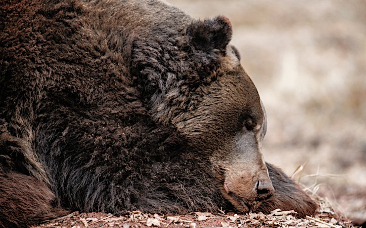 Medvědy v chomutovském zooparku čeká v sobotu tradiční probouzení ze zimního spánku