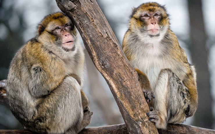 Tlupa makaků se rozroste o dvě samice. Na začátku budou výhrůžně cvakat zuby, říká zoolog