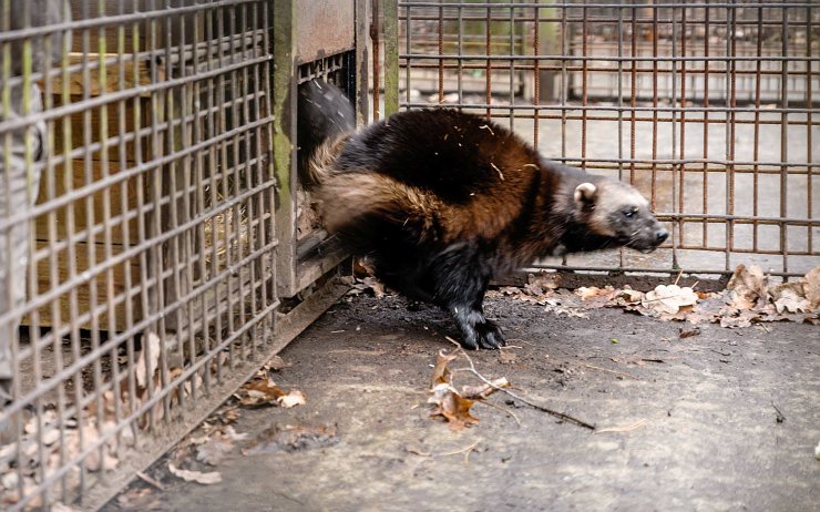 Do zooparku se po roce vrací rosomáci