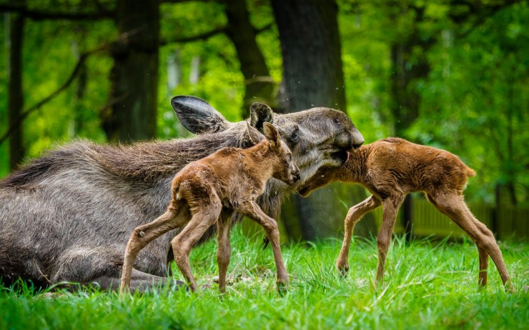 V zooparku se narodila dvojčata! Jsou tak malá, že je jejich máma musí krmit v netradiční poloze