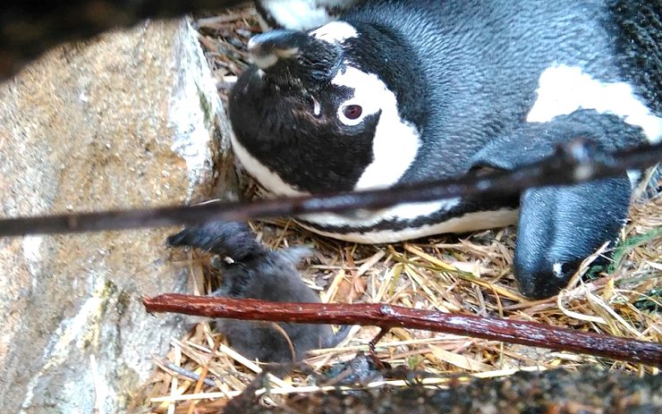 VIDEO: Neuvěřitelný chovatelský úspěch v ústecké ZOO. Tučňáci mají mláďata!