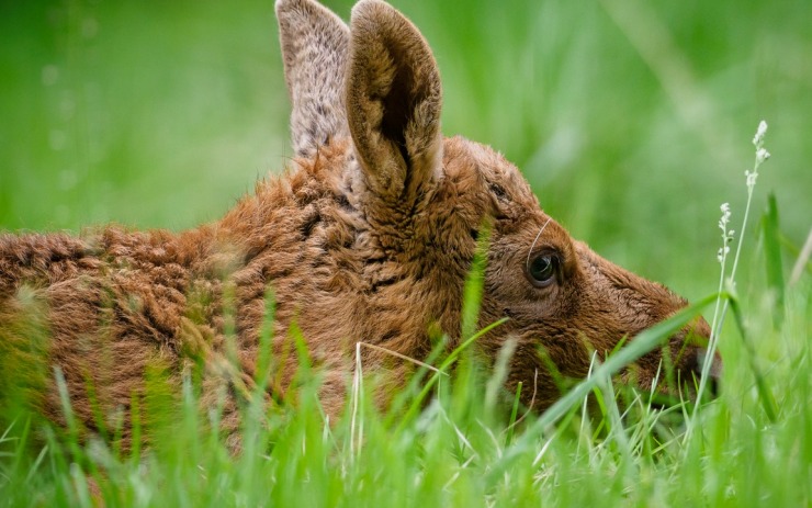 Smutná zpráva ze zooparku. Jedno z losích dvojčat bohužel nepřežilo