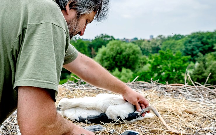 Čápi v zooparku mají letos dvě mláďata. Ornitolog za nimi do hnízda vyjel na plošině