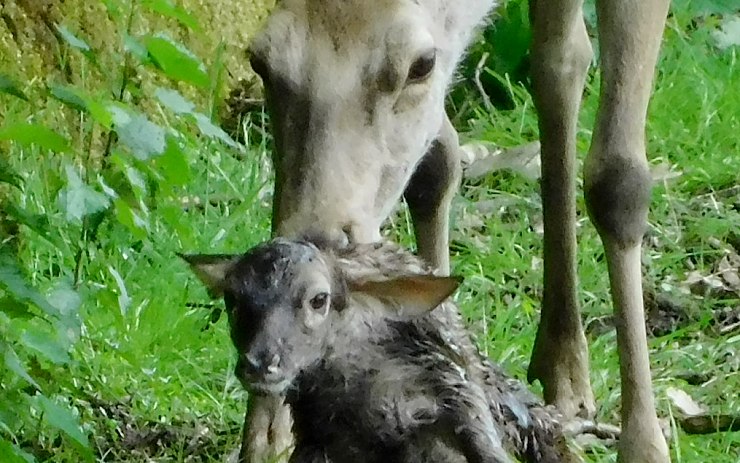 Babyboom u jelenů bucharských: Během dvou týdnů se narodila čtyři mláďata