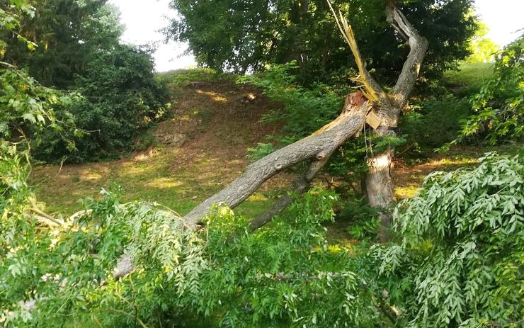 V kláštereckém zámeckém parku se rozlomil vzácný korkovník amurský