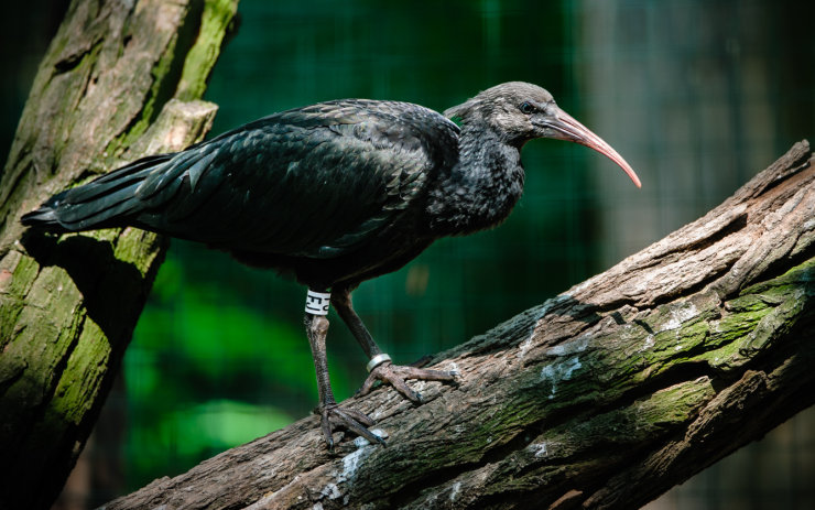 Mladí ibisové budou dalším chomutovským příspěvkem do záchovného programu