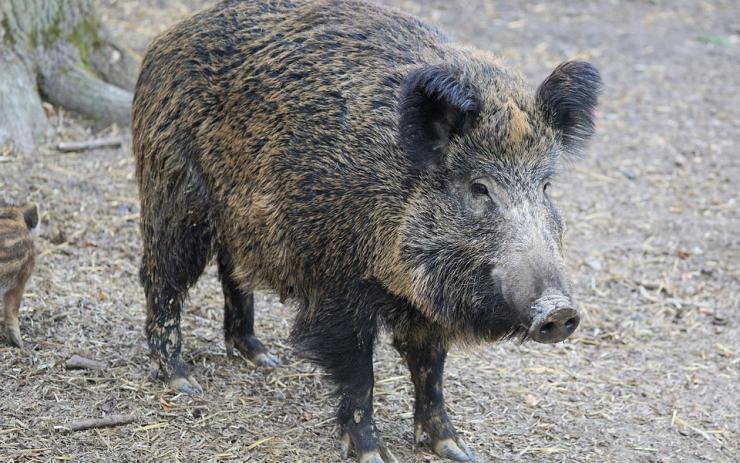 Obyvatele vísky na Chomutovsku obtěžují prasata. Dospívající mláďata začínají být agresivní, lidí se nebojí