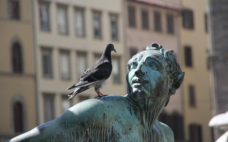 V Jirkově probíhá odchyt holubů. Přenášejí nemoci, nekrmte je! Vyzývá město