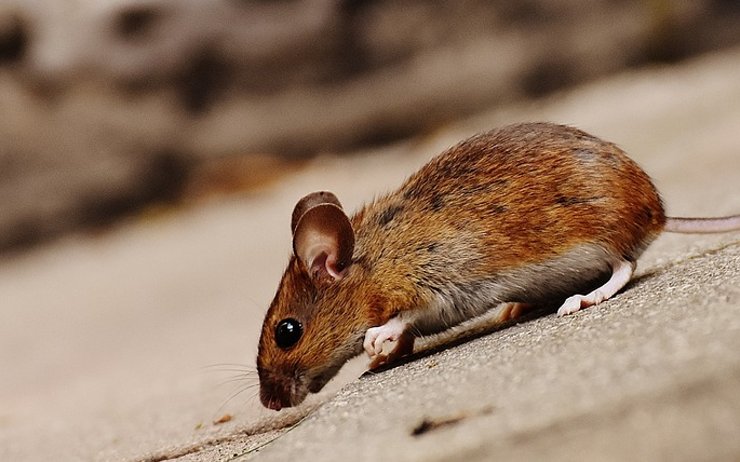 V restauraci Kamenčák v Chomutově už uklidili myší trus, mohli znovu otevřít