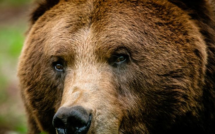 Smutná zpráva ze zooparku: Své zvířecí parťáky navždy opustil medvěd Nero