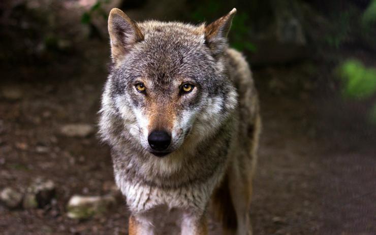 Vlk může přicházet blíž k obydlím, lidem se ale vyhýbá. Chomutovská knihovna zve na zajímavou výstavu