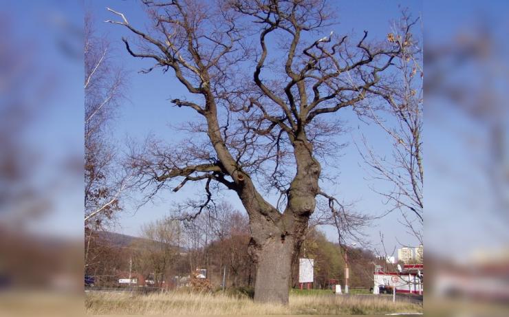 Klášterec má další památný strom. Je jím Ježíšův dub