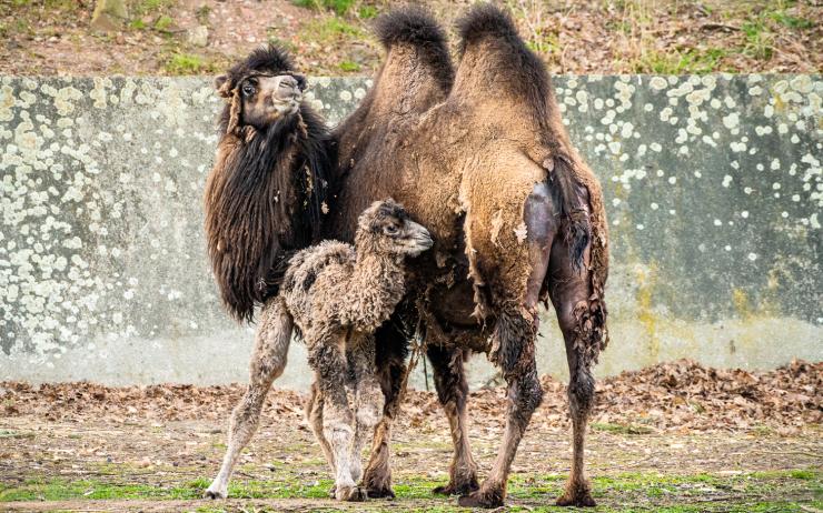 V zooparku se narodila velbloudí slečna, její dvouletá sestra už ji prohání