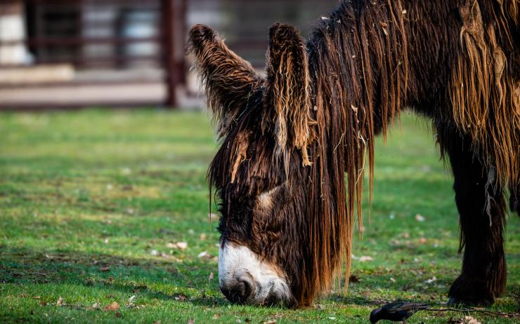 Osel jako kůň: Zoopark pořídil impozantní osly poitouské