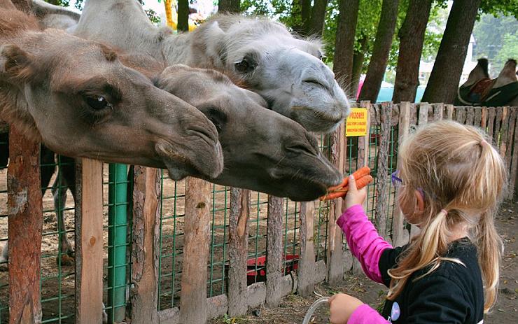FOTO: V zooparku v Doksech chovají exotická zvířata. Děti je mohou krmit nebo se projet na velbloudovi