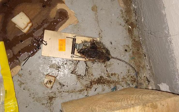 OBRAZEM: Nechutné! Ve večerce v Chomutově skladovali potraviny mezi bobky a mrtvými myšmi!