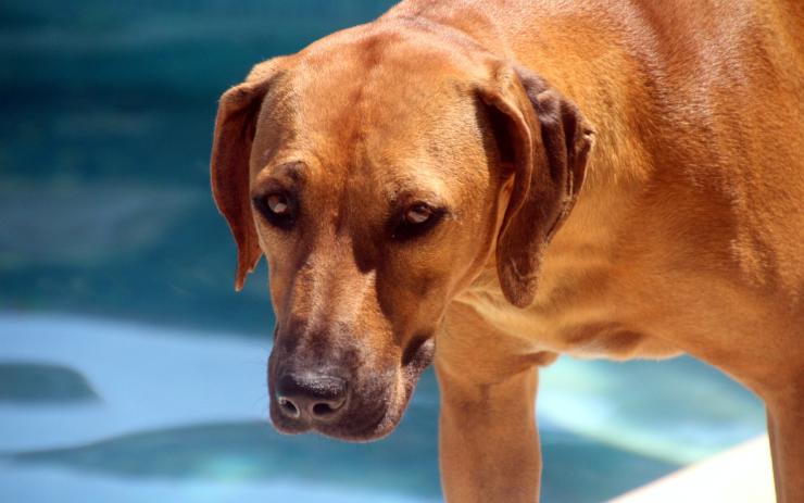 Ridgeback bez vodítka zaútočil na čivavu, skončila na veterině. Majitel agresivního psa se nehlásí